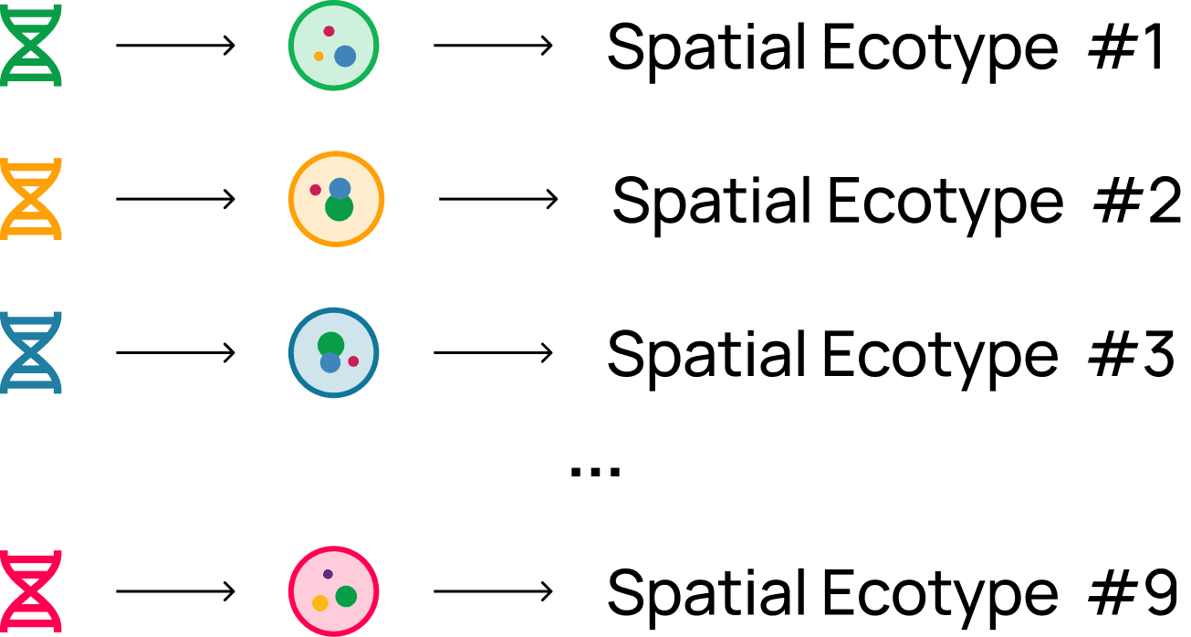 DNA signals mapped to nine Spatial Ecotypes